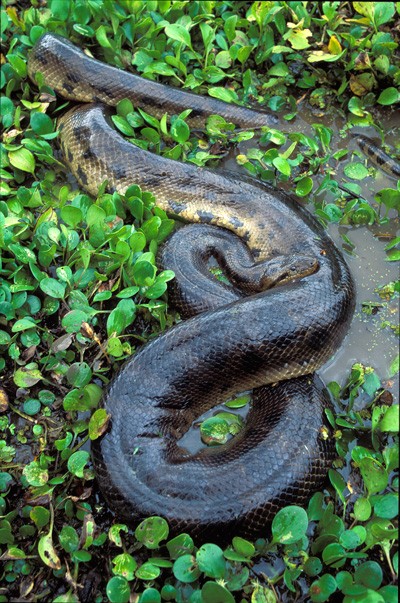 Trăn Anaconda